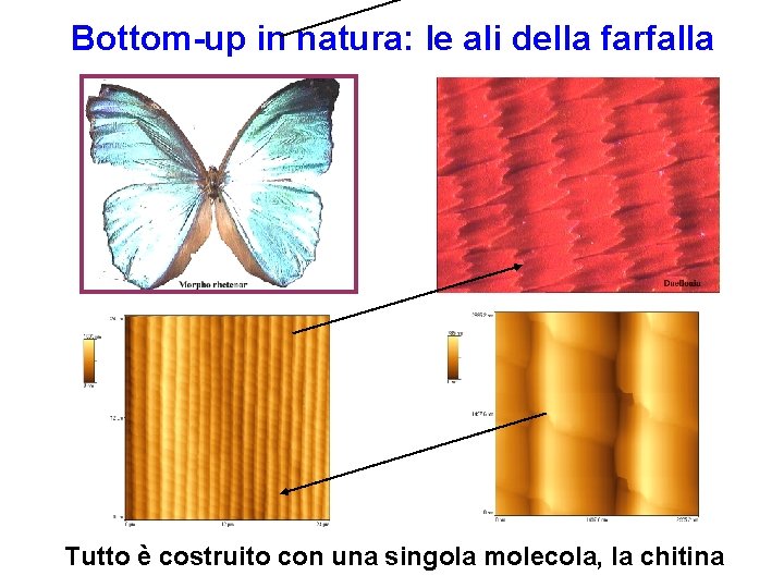 Bottom-up in natura: le ali della farfalla Tutto è costruito con una singola molecola,