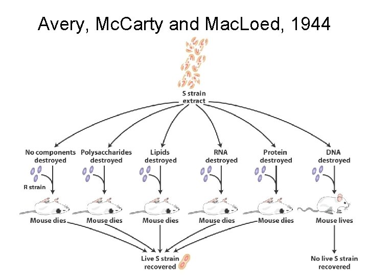 Avery, Mc. Carty and Mac. Loed, 1944 