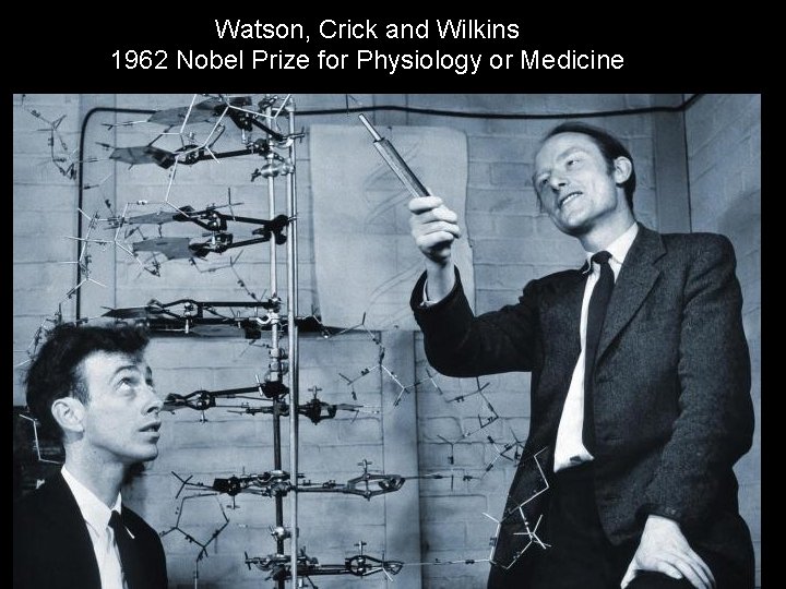 Watson, Crick and Wilkins 1962 Nobel Prize for Physiology or Medicine Watson, Crick and Wilkins 1962 Nobel Prize for Physiology or Medicine