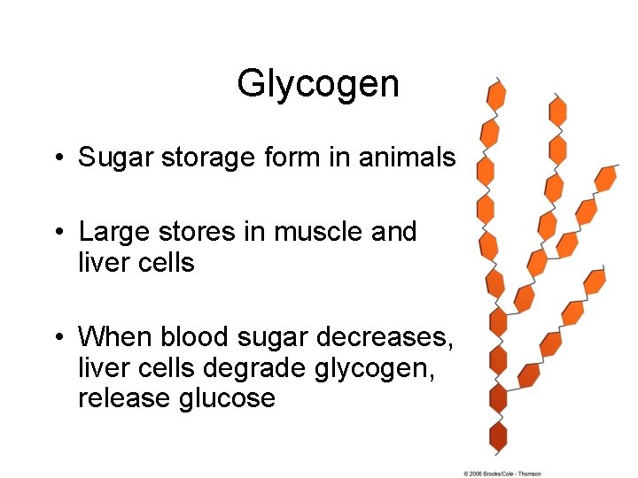 Glycogen • Sugar storage form in animals • Large stores in muscle and liver Glycogen • Sugar storage form in animals • Large stores in muscle and liver