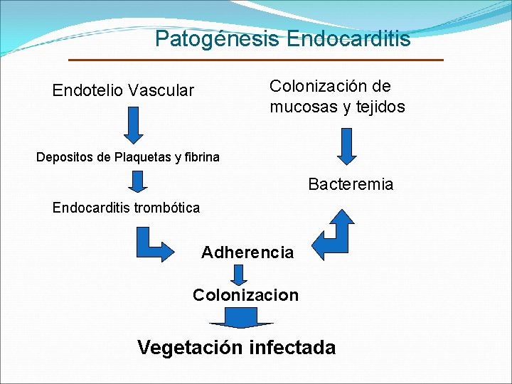 Patogénesis Endocarditis Colonización de mucosas y tejidos Endotelio Vascular Depositos de Plaquetas y fibrina