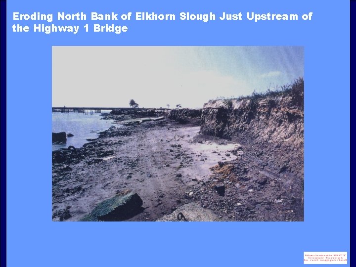 Eroding North Bank of Elkhorn Slough Just Upstream of the Highway 1 Bridge 