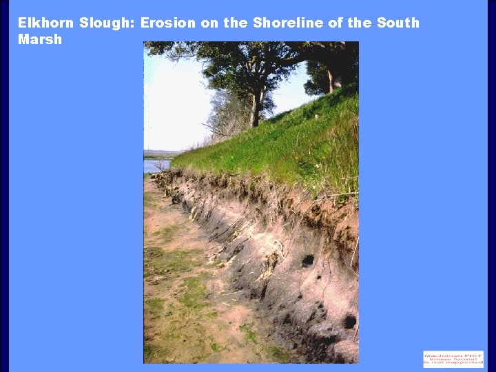 Elkhorn Slough: Erosion on the Shoreline of the South Marsh 