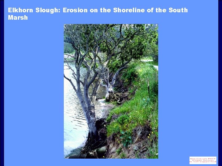 Elkhorn Slough: Erosion on the Shoreline of the South Marsh 