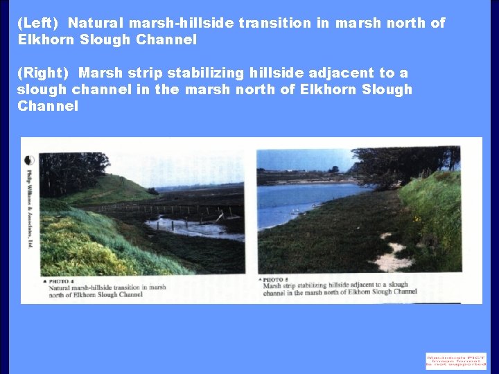 (Left) Natural marsh-hillside transition in marsh north of Elkhorn Slough Channel (Right) Marsh strip