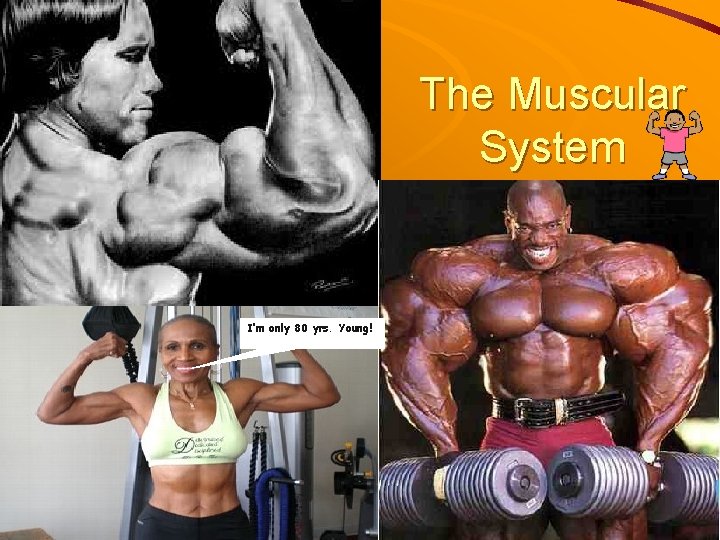 The Muscular System I’m only 80 yrs. Young! 