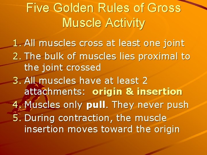 Five Golden Rules of Gross Muscle Activity 1. All muscles cross at least one