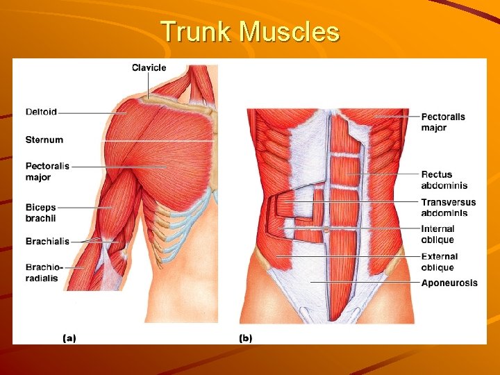 Trunk Muscles 