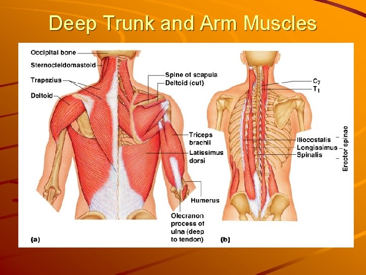 Deep Trunk and Arm Muscles 
