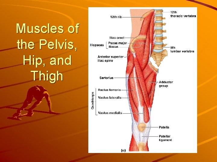 Muscles of the Pelvis, Hip, and Thigh 