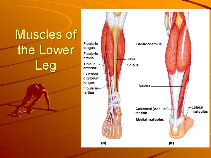 Muscles of the Lower Leg 