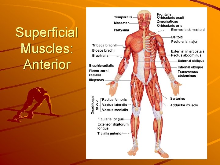 Superficial Muscles: Anterior 