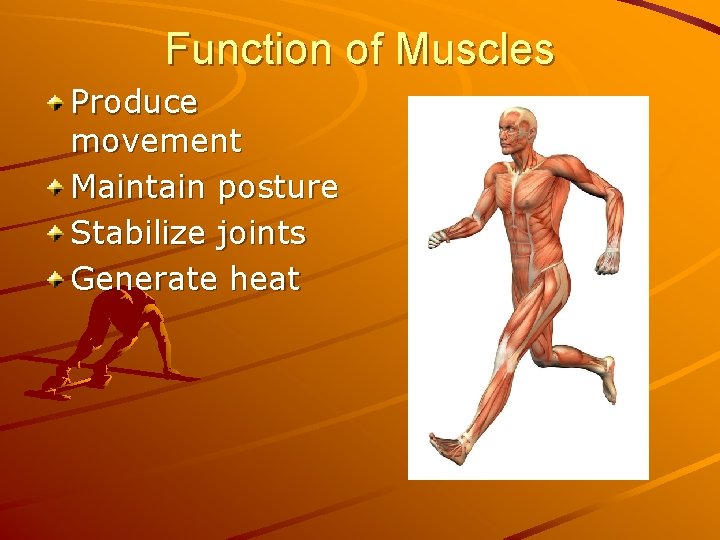 Function of Muscles Produce movement Maintain posture Stabilize joints Generate heat 