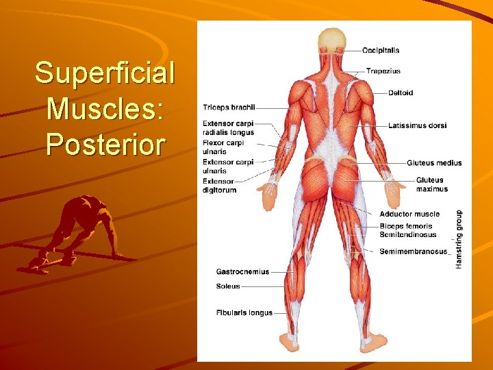 Superficial Muscles: Posterior 