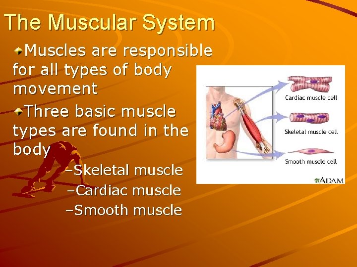The Muscular System Muscles are responsible for all types of body movement Three basic
