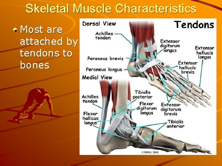 Skeletal Muscle Characteristics Most are attached by tendons to bones 