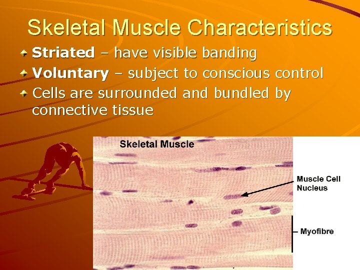 Skeletal Muscle Characteristics Striated – have visible banding Voluntary – subject to conscious control