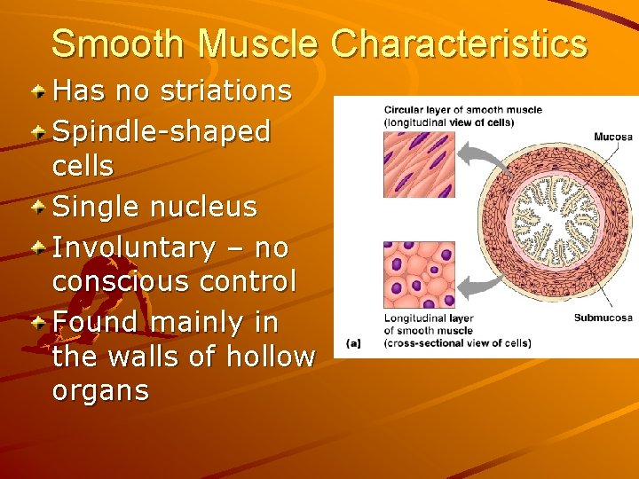 Smooth Muscle Characteristics Has no striations Spindle-shaped cells Single nucleus Involuntary – no conscious