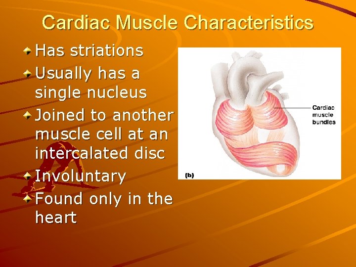 Cardiac Muscle Characteristics Has striations Usually has a single nucleus Joined to another muscle