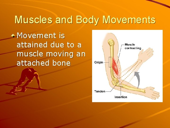 Muscles and Body Movements Movement is attained due to a muscle moving an attached
