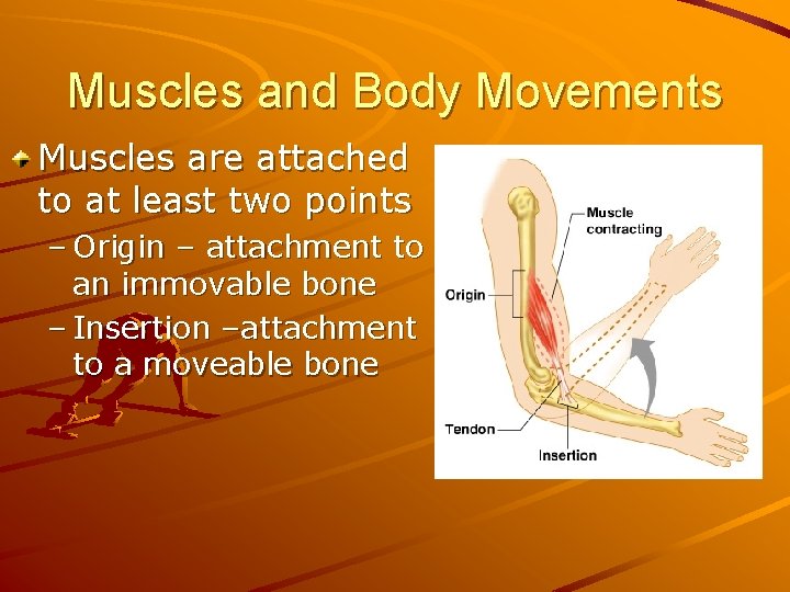 Muscles and Body Movements Muscles are attached to at least two points – Origin