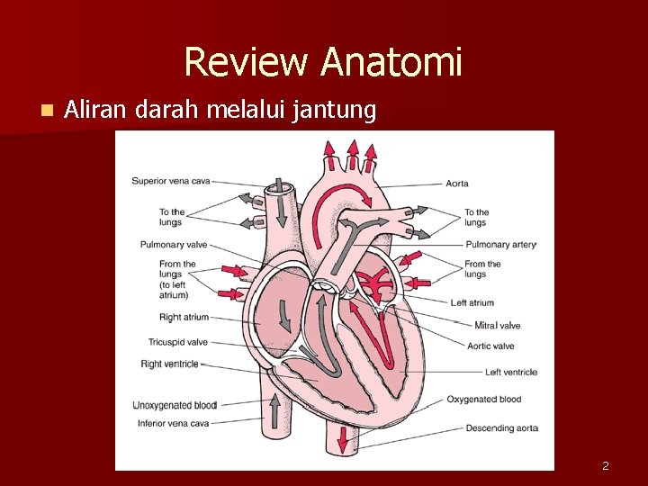 Review Anatomi n Aliran darah melalui jantung 2 