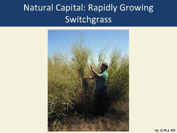 Natural Capital: Rapidly Growing Switchgrass Fig. 16 -29, p. 423 Natural Capital: Rapidly Growing Switchgrass Fig. 16 -29, p. 423