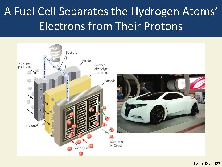 A Fuel Cell Separates the Hydrogen Atoms’ Electrons from Their Protons Fig. 16 -34, A Fuel Cell Separates the Hydrogen Atoms’ Electrons from Their Protons Fig. 16 -34,