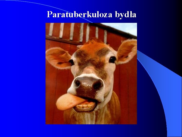 Paratuberkuloza bydła 