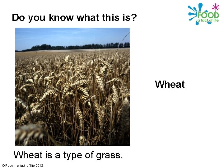 Do you know what this is? Wheat is a type of grass. © Food