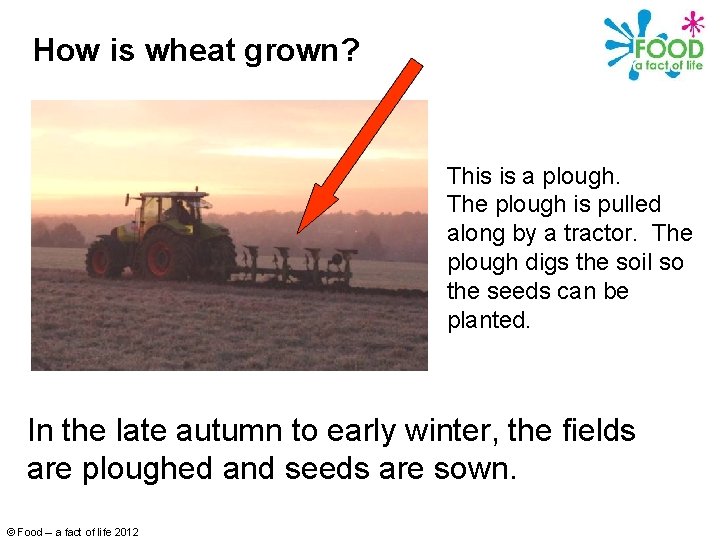 How is wheat grown? This is a plough. The plough is pulled along by