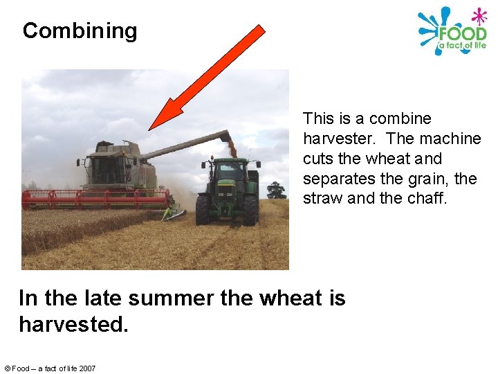 Combining This is a combine harvester. The machine cuts the wheat and separates the
