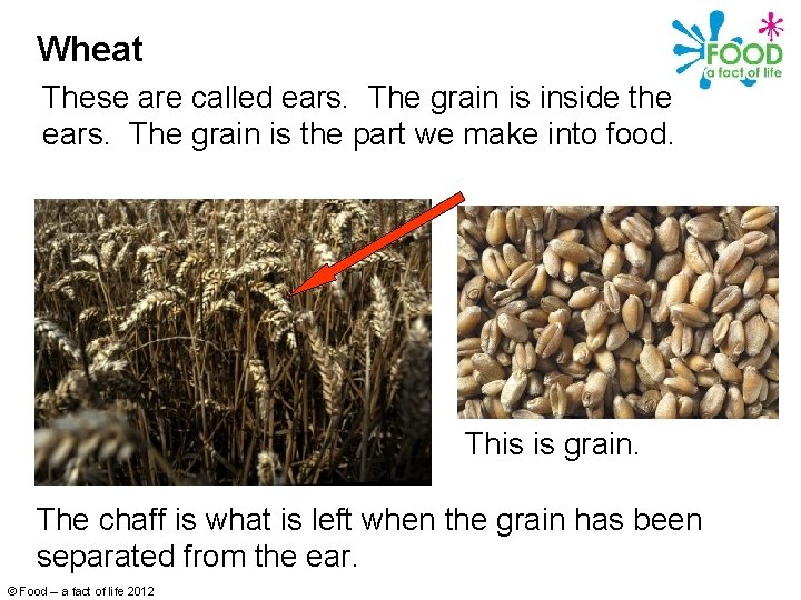 Wheat These are called ears. The grain is inside the ears. The grain is