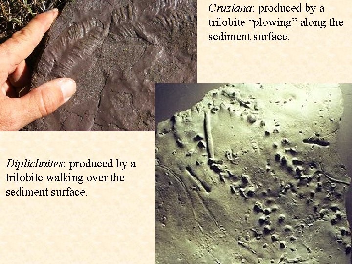 Cruziana: produced by a trilobite “plowing” along the sediment surface. Diplichnites: produced by a