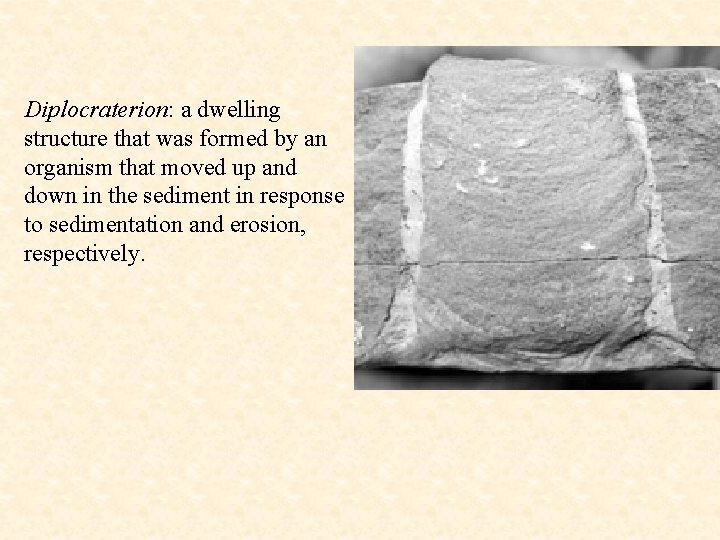 Diplocraterion: a dwelling structure that was formed by an organism that moved up and