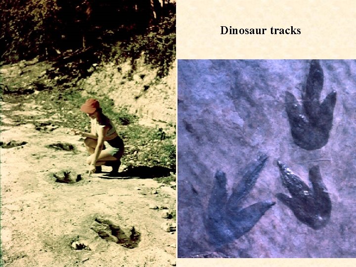 Dinosaur tracks 