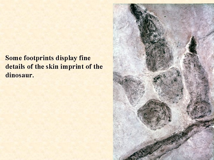 Some footprints display fine details of the skin imprint of the dinosaur. 