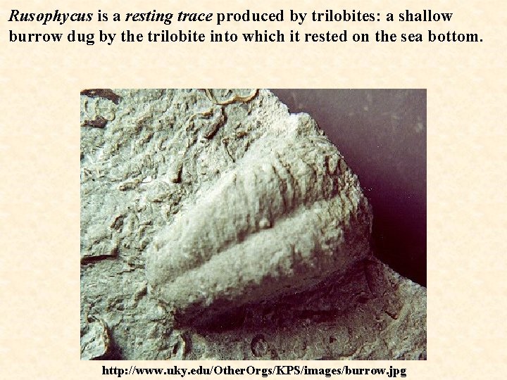Rusophycus is a resting trace produced by trilobites: a shallow burrow dug by the