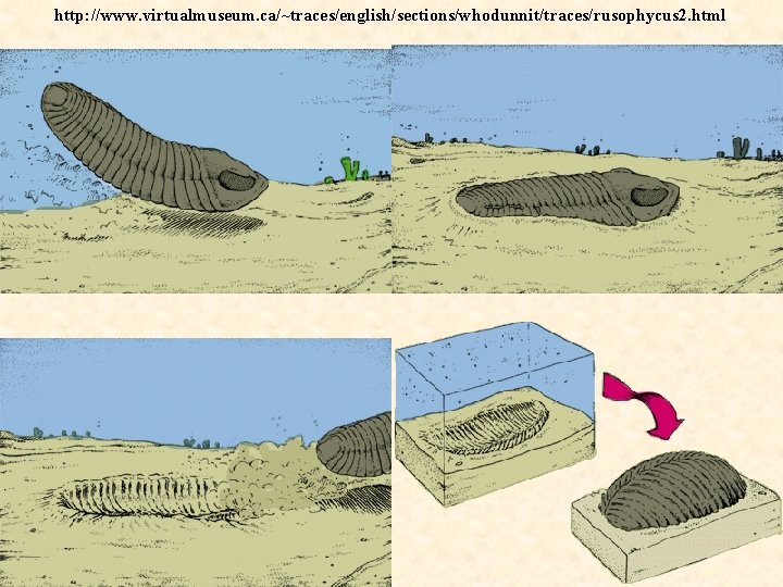 http: //www. virtualmuseum. ca/~traces/english/sections/whodunnit/traces/rusophycus 2. html 