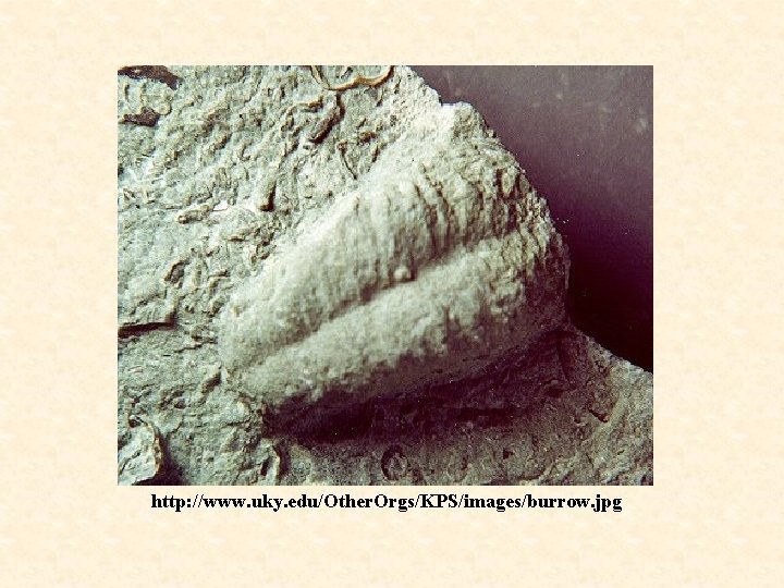 http: //www. uky. edu/Other. Orgs/KPS/images/burrow. jpg 