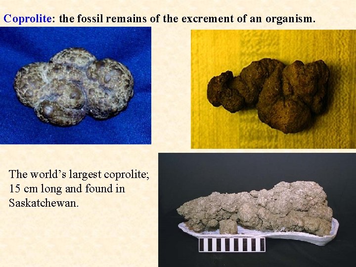 Coprolite: the fossil remains of the excrement of an organism. The world’s largest coprolite;