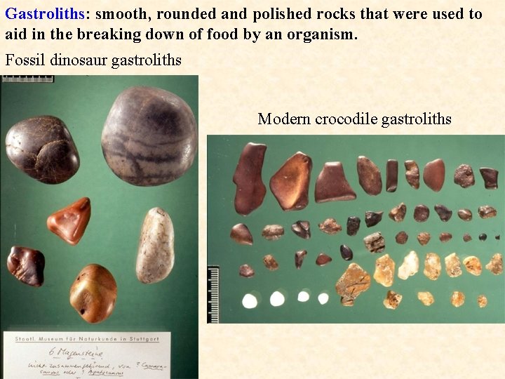 Gastroliths: smooth, rounded and polished rocks that were used to aid in the breaking