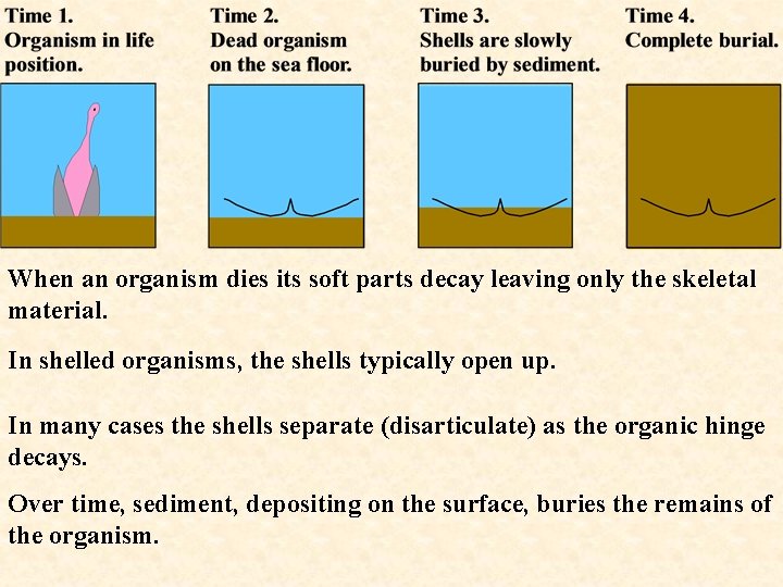 When an organism dies its soft parts decay leaving only the skeletal material. In