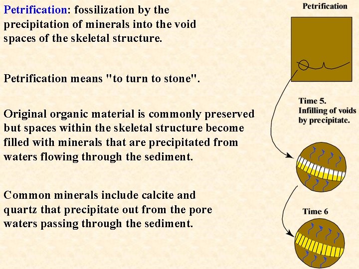 Petrification: fossilization by the precipitation of minerals into the void spaces of the skeletal