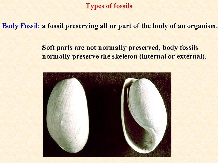 Types of fossils Body Fossil: a fossil preserving all or part of the body