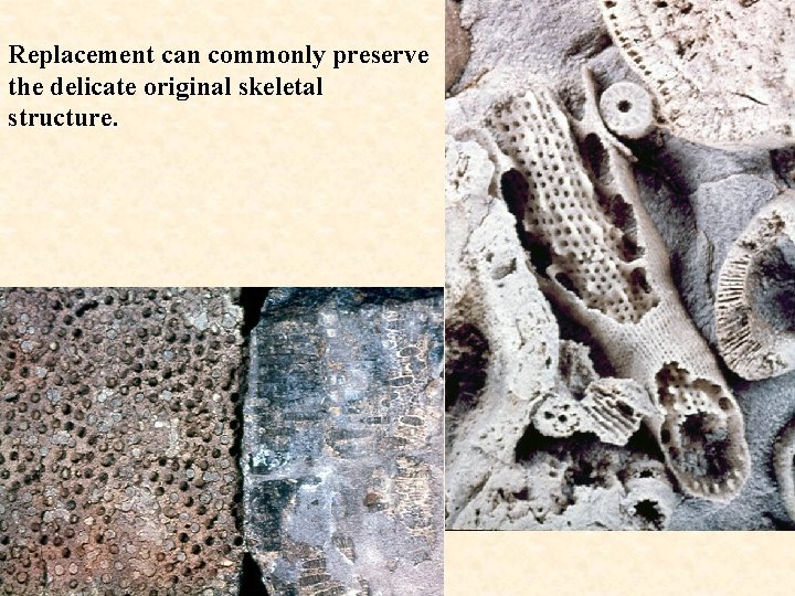 Replacement can commonly preserve the delicate original skeletal structure. 