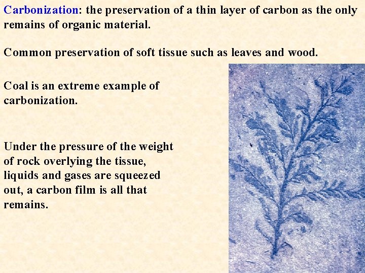 Carbonization: the preservation of a thin layer of carbon as the only remains of