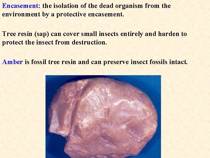 Encasement: the isolation of the dead organism from the environment by a protective encasement.