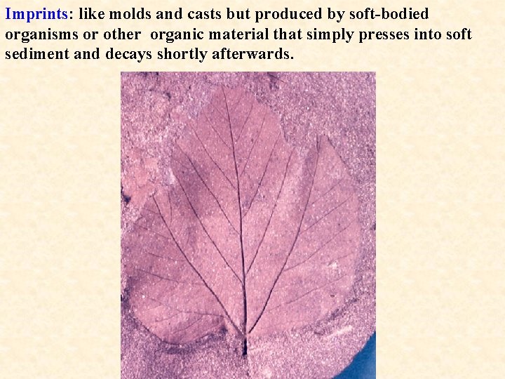 Imprints: like molds and casts but produced by soft-bodied organisms or other organic material