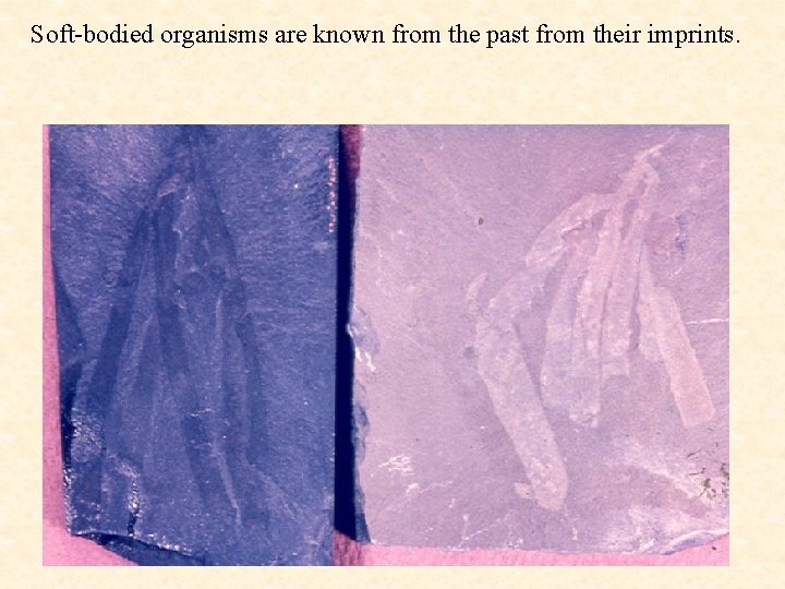 Soft-bodied organisms are known from the past from their imprints. 